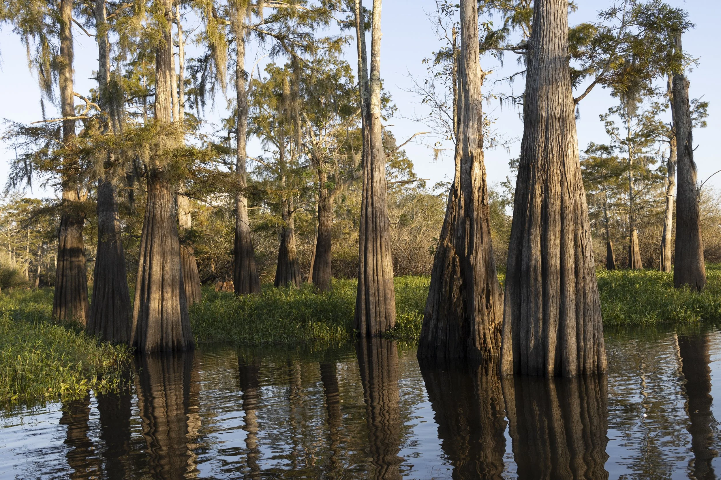 Underground sea 、Tropical、Bayou Bayou Teche Paddle Trail flows through the Heart of Cajun Country
